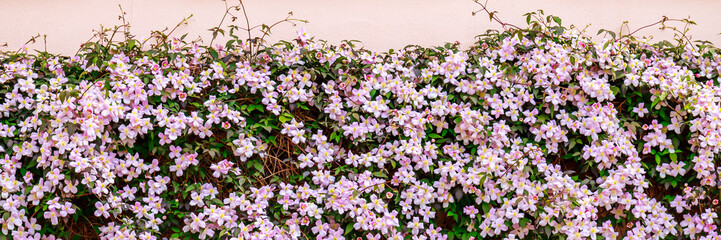 Fototapeta premium Pink and white flowers cover a wall in a garden during daylight hours in springtime