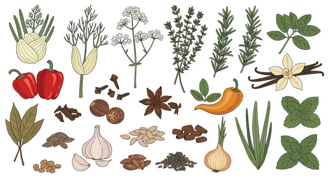 Extensive set of hand-drawn botanical illustrations featuring various culinary herbs, seeds, and spices in a vintage style.