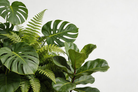 Tropical indoor plants with monstera, fern, and fiddle leaf fig leaves on white background