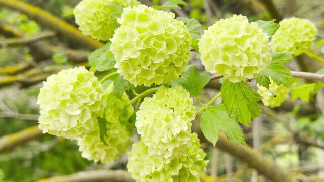 Beautiful snowball-shaped viburnum flowers bloom on slender branches, filling the garden with a joyful energy. The bright lime-green petals create a fresh, uplifting, and peaceful spring atmosphere.
