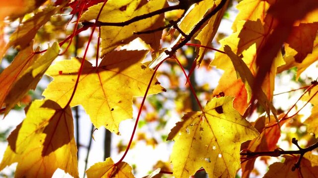 Golden leaves flutter gently against the bright sky, showcasing the enchanting colors of autumn by Lake Bichville in Halifax, Nova Scotia, inviting admiration