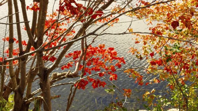 Witness the stunning transformation of Beechville Lake surrounded by bright autumn foliage. The rich reds and oranges reflect the beauty of fall in Halifax, Canada
