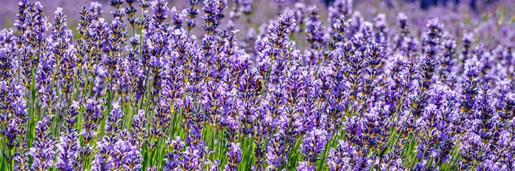 Fields of blooming lavender in summer under bright sunlight during the day © Fleuronica