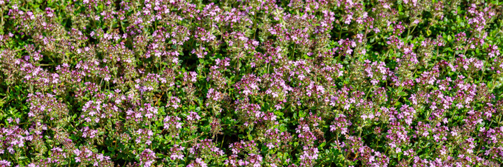 Obraz premium Wild thyme blooms in a sunny field during spring season with clusters of tiny pink flowers and green leaves growing close together