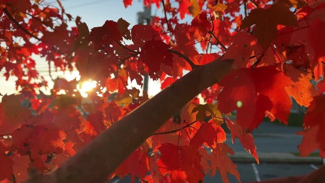 Brilliant orange and red leaves flutter gently in the breeze as the sun sets over Lake Bichville, painting a stunning autumn landscape in Halifax, Nova Scotia