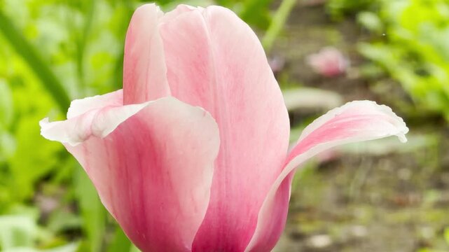 A beautiful pink tulip petal opens gracefully in the warm morning sun. The delicate pastel tones and soft green background bring a deeply tender, romantic, and cheerful feeling of pure spring happines
