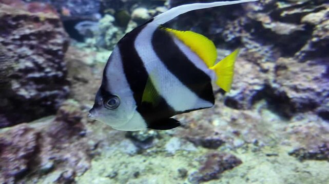 Longfin Bannerfish Swimming Gracefully Amidst Vibrant Coral Reef in Aquarium