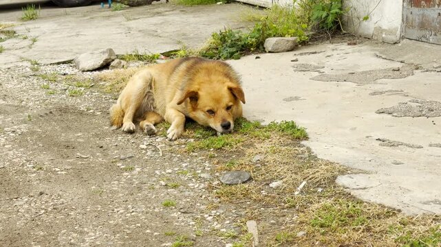 A lonely, mixed-breed dog rests its chin on the ground outdoors. The gentle but cautious animal looks slightly sad and tired as it watches its surroundings from a dusty, patch of grass.