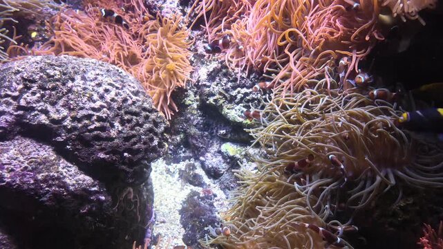 Clownfish swim amongst vibrant anemones in a coral reef.
