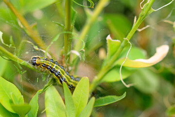 Box tree moth caterpillars on the box tree  defoliation is likely © TwilightArtPictures