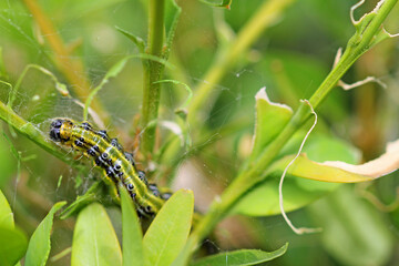 Box tree moth caterpillars on the box tree  defoliation is likely © TwilightArtPictures