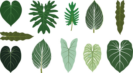 Tropical Leaf Collection with Monstera, Philodendron, Calathea, and Exotic Botanical Foliage Vector Illustrations © MdShakil