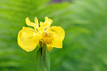 Fototapeta premium yellow flag iris, iris pseudacoru