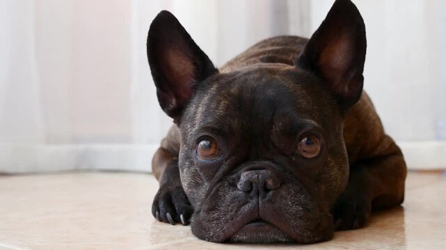 Brindle French Bulldog resting on floor and looking at camera indoors, 4K video.