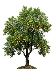 Fototapeta premium Isolated Apple Tree Full of Ripe Fruit on White Background