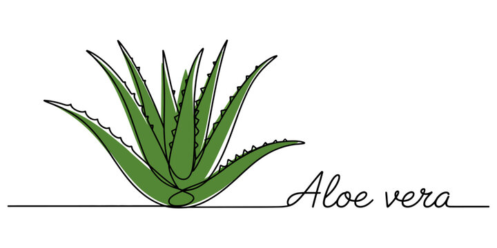 Aloe vera plant icon with continuous line drawing style
