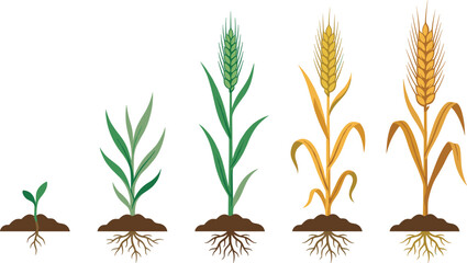 Wheat Growth Stages Illustration with Seedling Development, Agricultural Crop Lifecycle, Farming Process, and Cereal Plant Vector Design © MdShakil