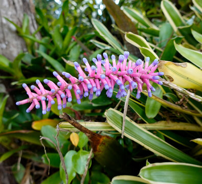 Z&uuml;ndh&ouml;lzchenbromelie - match stick bromelia - achmea gamosepala
