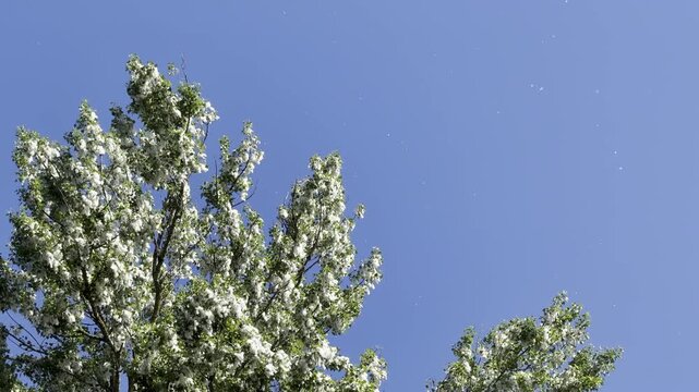 Poplar fluff drifting through clear blue sky