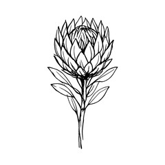 Obraz premium PNG Minimalist protea flower illustration.