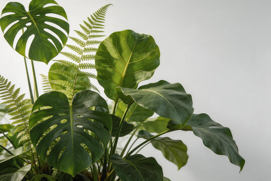 Indoor exotic green houseplants with various leaf shapes on light background