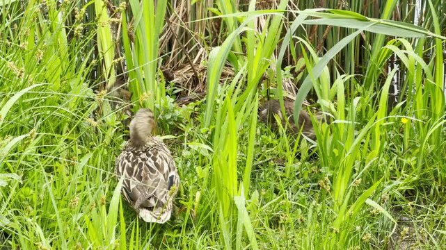 A female mallard watches over her two fuzzy ducklings as they search for food in thick, overgrown greenery. The hidden wildlife scene inspires warm, comforting feeling of safety and natural innocence.
