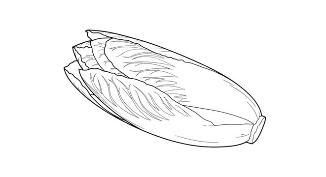 Minimalist line art drawing of a fresh chicory or endive vegetable shows the layered leaves and unique pointed shape of the leafy green.