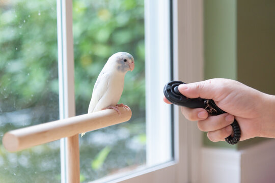 Close-up of a person training a small cute Forpus parrotlet with a black clicker trainer