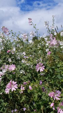 Vertical video of Altai meadow with wild mallow flowers. Natural mountain floral background.