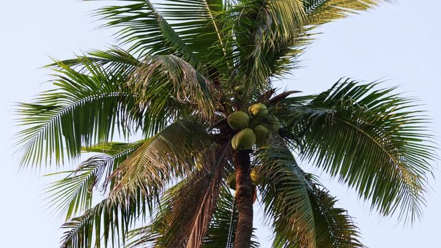Tall tropical coconut palm tree with green fronds and fresh fruits moving in the wind against a clear bright sky, showing an idyllic and relaxing summer travel destination