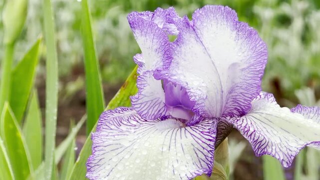 A gorgeous purple and white iris flower opens elegantly after a spring shower. The glistening raindrops on its delicate ruffled petals create a deeply calm, graceful, and romantic feeling.