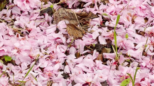 A soft blanket of fallen pink cherry blossom petals covers the damp ground. Glistening with tiny raindrops, the delicate scene creates a melancholy yet beautiful and peaceful spring feeling.