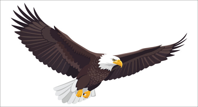 Bald Eagle Illustration With Spread Wings On White Background