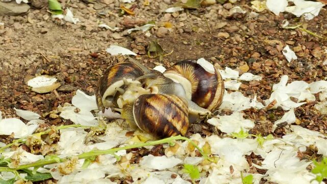 Three small snails gather together on a damp gravel ground. Surrounded by delicate fallen white petals, this unusual wildlife moment brings a fascinating, curious, and peaceful feeling.