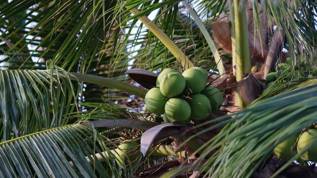 Fresh green coconuts growing high up on a tropical palm tree with large fronds gently swaying in the breeze, symbolizing exotic vacations, healthy eating, and natural refreshments