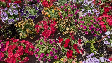 Obraz premium Colorful spring flowers in a potted garden display with vibrant multicolor blooms