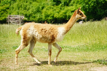 Naklejka premium llama in the zoo