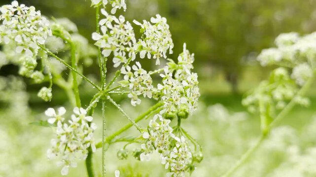 Tiny white cow parsley flowers bloom beautifully in a lush field. Covered in thousands of sparkling water droplets, delicate blossoms create a refreshing, peaceful feeling of early morning stillness.