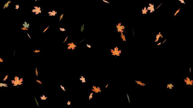 Falling autumn leaves backgrounds - isolated and loopable.Autumnal maple leaves rotation on white background. Vibrant autumn leaves gently falling. perfect for compositing, motion nature scene abstrac