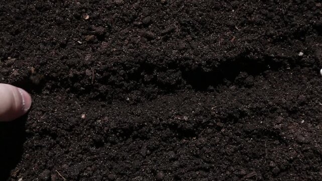 A human hand moves slowly through dark brown fertile garden soil, releasing and scattering several small white oval bean seeds in a neat horizontal line in a close-up shot of a garden.