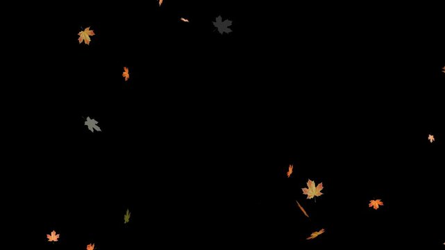 Falling autumn leaves backgrounds - isolated and loopable.Autumnal maple leaves rotation on white background. Vibrant autumn leaves gently falling. perfect for compositing, motion nature scene abstrac