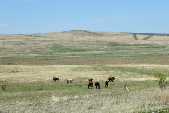 Khakassia, steppe, grazing horses. Russia. Siberia