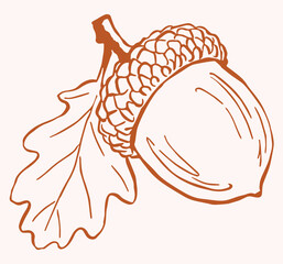 hand drawn vector illustration of an autumn acorn with an oak leaf. Simple rustic ink line art design elements for seasonal autumn harvest and cozy thanksgiving concepts. © Arts By Meryama