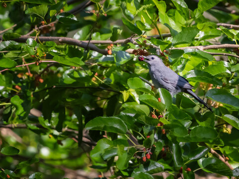 A gray catbird  with a malberry in its beak