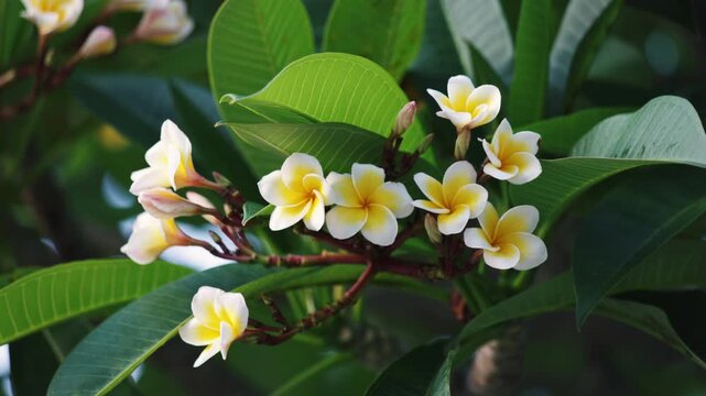 Exotic frangipani blossoms with delicate yellow centers and white petals gently moving on a branch. The tropical tree reveals its vibrant inflorescence surrounded by fresh green leaves