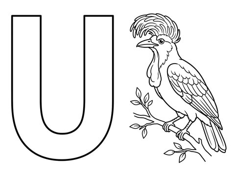 Letter U with Umbrellabird for Alphabet Learning
