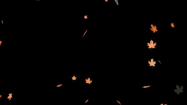 Falling autumn leaves backgrounds - isolated and loopable.Autumnal maple leaves rotation on white background. Vibrant autumn leaves gently falling. perfect for compositing, motion nature scene abstrac