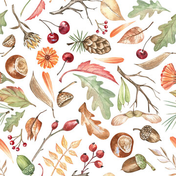 Watercolor autumn pattern with oak leaves, chestnuts, pinecones, acorns, maple keys, twigs, and berries. Botanical hand-drawn design isolated on transparent. For fabric, home textile, scrapbooking