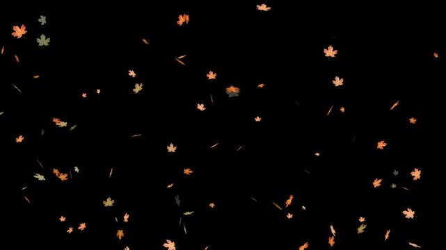 Falling autumn leaves backgrounds - isolated and loopable.Autumnal maple leaves rotation on white background. Vibrant autumn leaves gently falling. perfect for compositing, motion nature scene abstrac