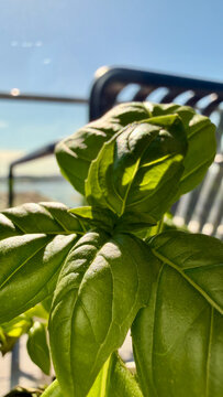 Fresh green basil plant close up in urban garden balcony